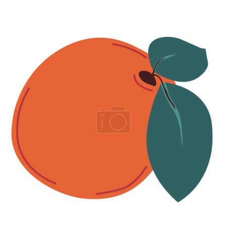 Citrus reticulata, Mandarine oder Mandarine. Vereinzelte tropische exotische Früchte mit Blättern. Reife und frische Clementine. Ergänzung zu Feiertagen und beliebter Winterjause. Vektor im flachen Stil