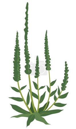Illustration for Herbs plant, isolated grass with small leaves and long flourishing spikes. Grassland or meadow, rural field or countryside. Summer or spring decoration, wildflower blooming. Vector in flat style - Royalty Free Image