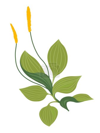 Florecimiento de la planta Plantago, icono aislado de la hierba con flores largas y hojas anchas. Follaje y botánica única en prado o campo. Zona rural o rural, jardinería. Vector en estilo plano