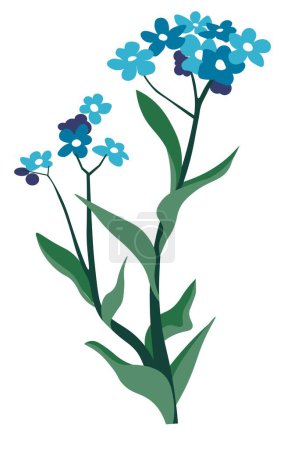 Wildflower botany plant, isolated blue- eyed grass with tender petals and flourishing. Aromatic wild matthiola, field or meadow vegetation and countryside blooming leaves. Vector in flat style