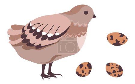 Hatching quail bird with eggs with spots. Isolated avian animal, farming and producing of food for selling. Organic and natural production, fragile and small shell. Vector in flat style illustration