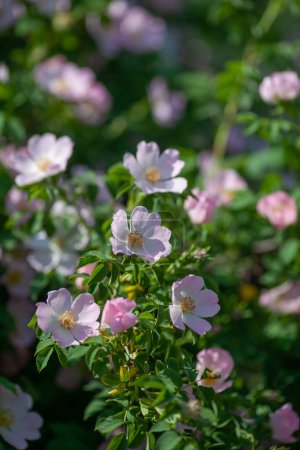Téléchargez les photos : Fleurs délicates de la hanche rose au soleil - en image libre de droit
