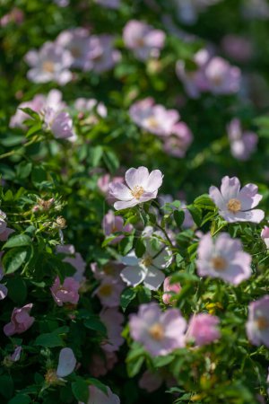 Téléchargez les photos : Fleurs délicates de la hanche rose au soleil - en image libre de droit