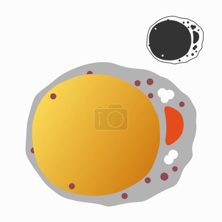 Illustration for Fat, adipocytes or adipose tissue cell - Royalty Free Image