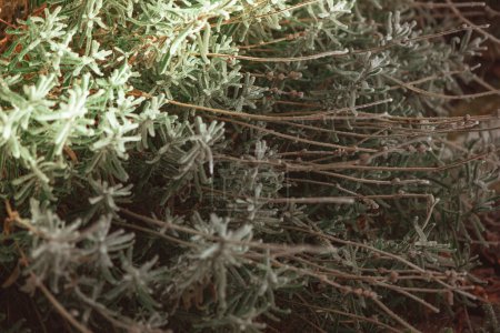 Téléchargez les photos : Frozen winter plants covered with frost texture - en image libre de droit
