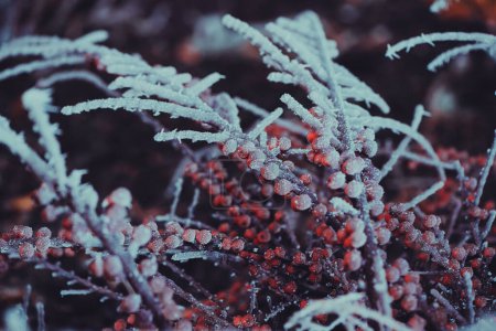Foto de Frozen winter plants covered with frost texture - Imagen libre de derechos