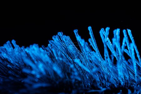 Photo for Frozen needles of fir tree in colorful light - Royalty Free Image