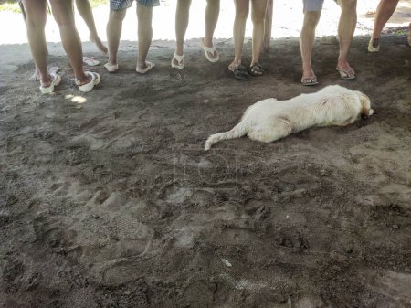 Foto de Un perro blanco peludo yace en primer plano, descansando sobre la arena frente a los pies de varios turistas.. - Imagen libre de derechos