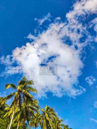 Towering coconut tress against a cloudy blue sky on a sunny morning