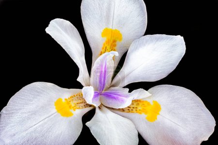 Iris sauvage, Dietes iridioides, Iris africain, lis quinzaine ou Morée iris, sur fond noir