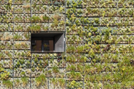 Foto de Arquitectura sostenible moderna con muro edificable cubierto de plantas y ventana solitaria - Imagen libre de derechos