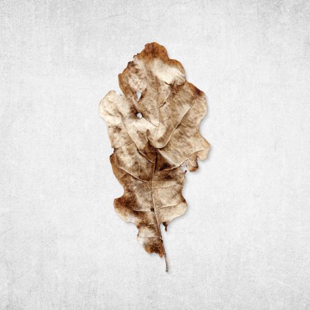 Photo for Old rotten oak leaf isolated on distressed gray  concrete background, flat lay before and after concept - Royalty Free Image