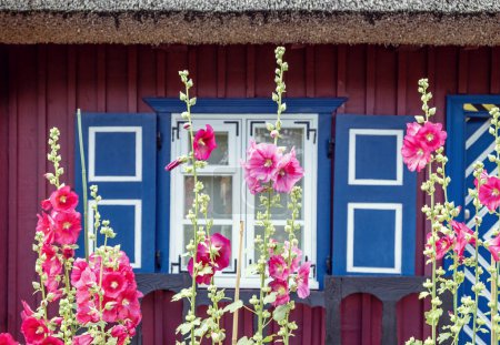 Foto de Hermosas flores frente a una casa de madera etnográfica en Nida, Lituania - Imagen libre de derechos