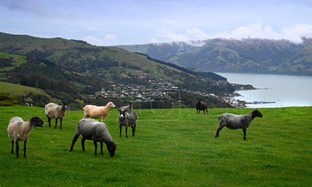Photo for Dorset black faced sheep grazing on the hilltop above Akaroa town, New Zealand - Royalty Free Image
