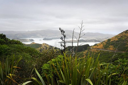 Photo for Lyttelton Harbour and the Port Hills  in the background. Flax and native plants in the foreground, Canterbury, New Zealand. - Royalty Free Image