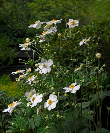 Photo for White Japanese Anemones dancing on a Summer Morning in a Christchurch Garden, New Zealand - Royalty Free Image
