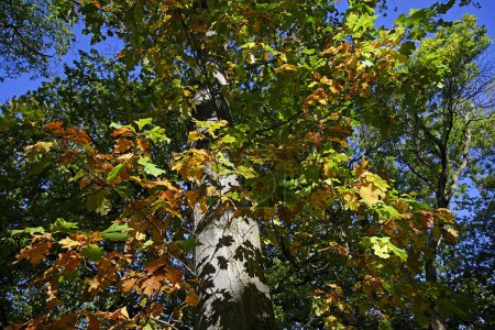 Foto de Primer plano de los colores otoñales en un árbol en North Hagley Park, Christchurch, Nueva Zelanda - Imagen libre de derechos