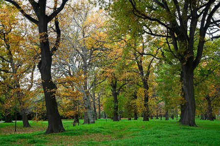 Photo for The Last of the Autumnal Colours in Little Hagley Park, Christchurch, New Zealand - Royalty Free Image
