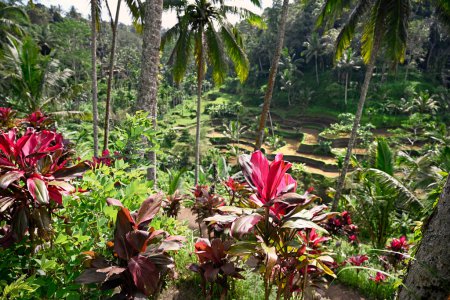 Téléchargez les photos : Les Feuilles Rouges Brillantes des Plantes Fruticosa Cordyline au-dessus des Terrasses de Riz Tegallalang, Ubud, Bali - en image libre de droit