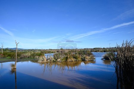 Photo for Blue Winter Skies over Travis Wetlands and lake at Burwood, Christchurch, New Zealand - Royalty Free Image
