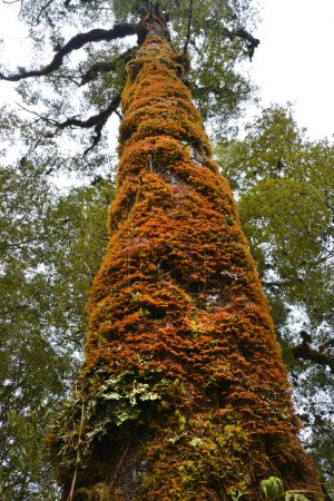 Foto de Licen, musgo y helechos que crecen en el tronco de un árbol alto de Kahikatea, Oparara, karamea, Nueva Zelanda - Imagen libre de derechos