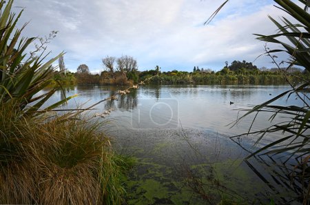 Photo for Styx Mill Conservation Area lake, with Flax Bushes and Flowers, Christchurch, New Zealand - Royalty Free Image