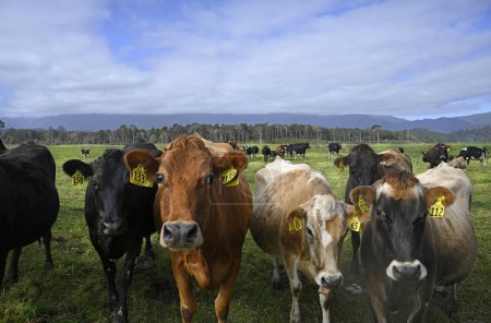 Téléchargez les photos : Gros plan d'un troupeau de vaches laitières à Karamea, côte ouest, île du Sud, Nouvelle-Zélande - en image libre de droit