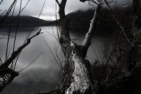 Téléchargez les photos : Willow Trees surplombant un lac Pearson à l'aube au printemps, Canterbury, Nouvelle-Zélande - en image libre de droit