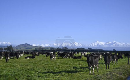 Foto de Agricultura lechera con vacas blancas y negras en Sheffield & Snow en los Alpes del Sur, Canterbury, Nueva Zelanda - Imagen libre de derechos