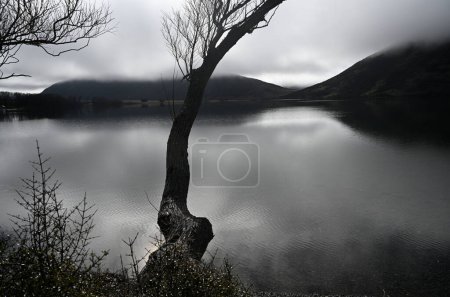 Photo for Lone Willow Trees overhanging Lake Pearson at Dawn in Spring, Canterbury, New Zealand - Royalty Free Image