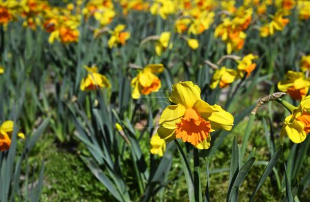 Foto de Primavera en Christchurch, Nueva Zelanda. Narcisos en plena floración en Flay Park. Vista de cerca. - Imagen libre de derechos