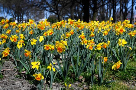 Foto de Primavera en Christchurch, Nueva Zelanda. Narcisos en plena floración en Flay Park. - Imagen libre de derechos