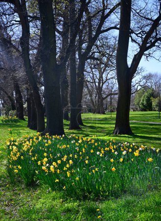 Photo for Springtime in Christchurch, New Zealand.  Daffodils in full bloom in Flay Park. Oak trees in the background. - Royalty Free Image