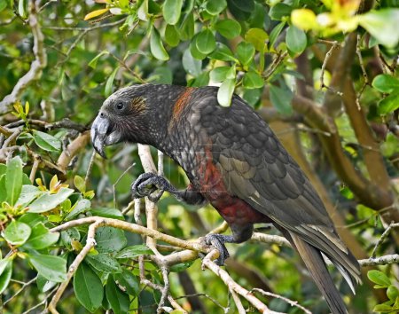 Photo for Kaka Bird feeding in the bushes at the Glenfern Bird Sanctuary, Great Barrier Island, New Zealand - Royalty Free Image