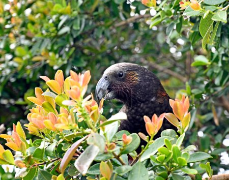 Photo for Kaka Bird feeding in the bushes at the Glenfern Bird Sanctuary, Great Barrier Island, New Zealand - Royalty Free Image
