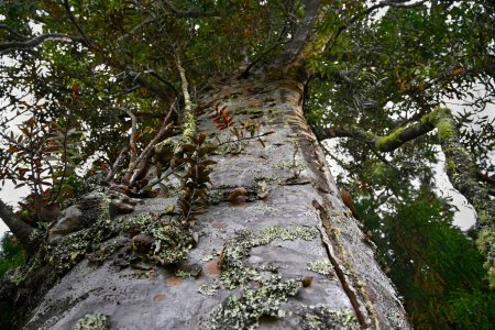 Foto de Primer plano de un antiguo árbol de Kauri, de más de 800 años de edad en Great Barrier Island, Nueva Zelanda. - Imagen libre de derechos