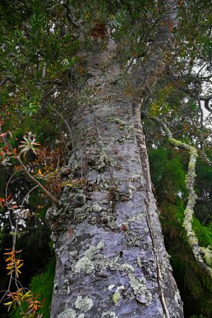 Foto de Primer plano del tronco de un antiguo árbol de Kauri de 800 años, Gran Barrera de Nueva Zelanda. - Imagen libre de derechos