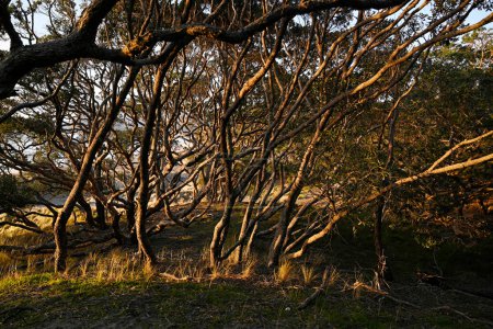 Photo for Pohutukawa Trees bent by the prevailing wind at Dawn on Palmers Beach, Great Barrier Island, New Zealand. - Royalty Free Image