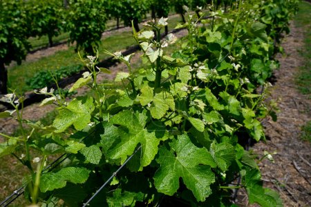 Téléchargez les photos : Vue rapprochée de Reisling Grape Vines dans la vallée de Wairau au printemps, Marlborough, Nouvelle-Zélande. - en image libre de droit