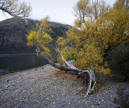 Ancien saule sur la rive du lac Pearson, Nouvelle-Zélande en automne.