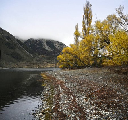 Shoreline of Lake Pearson, Canterbury, New Zealand in Autumn with vibrant coloured Willow Trees.