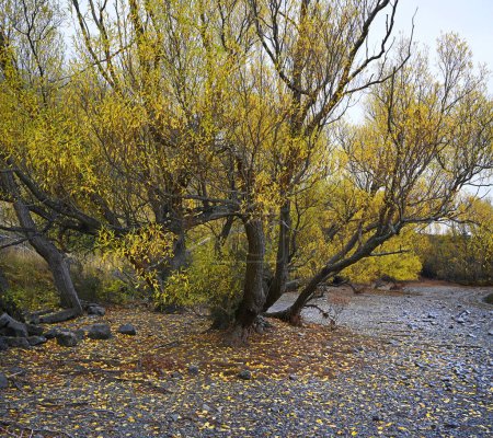 Photo for Willow Trees in vibrant Autumn colours on the Shoreline of Lake Pearson, Canterbury, New Zealand. - Royalty Free Image