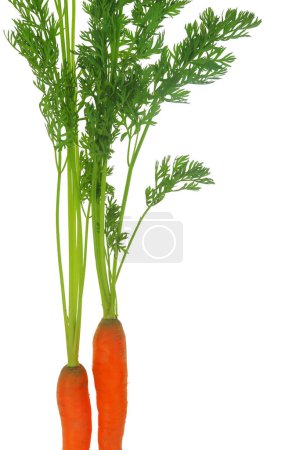 Photo for Fresh carrots with leaves isolated on white transparent background - Royalty Free Image