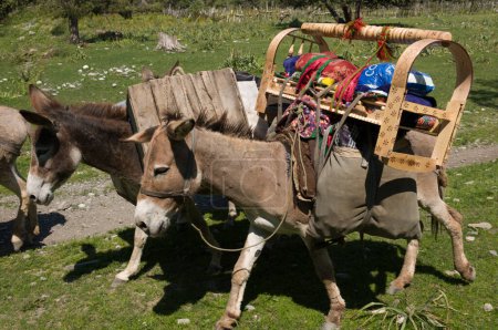 Photo for Amidst the meadows greenery, a donkey is equipped with a handcrafted baby cradle, strolling next to another burdened with colorful textiles, both under the gentle warmth of the sun - Royalty Free Image