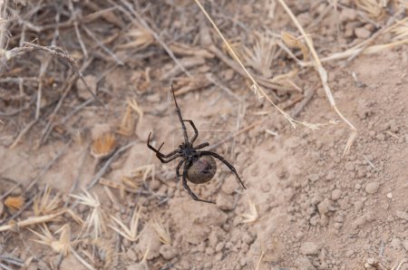 Foto de En el desierto, una araña Viuda Negra, Latrodectus tredecimguttatus, conocida localmente como Karakurt, presenta marcas rojas en su cuerpo negro, lo que indica peligro para los transeúntes.. - Imagen libre de derechos