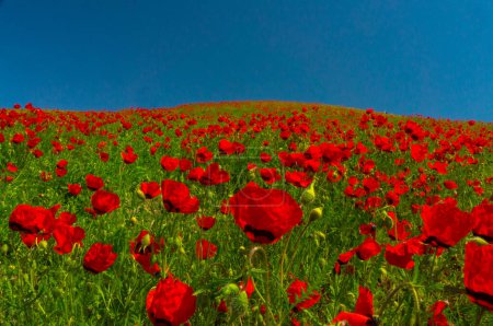 Téléchargez les photos : Un champ inondé de coquelicots rouge vif sous un ciel bleu profond, les fleurs couleur riche éclate contre le feuillage vert, créant un tableau naturel frappant dans le paysage ouvert. - en image libre de droit
