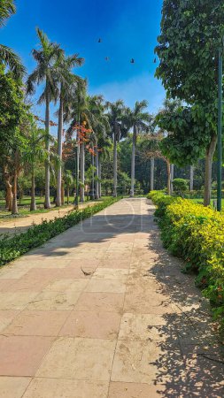 Concrete pathway in Lodhi Garden Park, New Delhi, India. Flanked by lush greenery. Tall palm trees. Under clear blue sky, sunny day. Shadows, birds flying overhead.