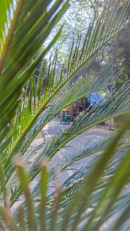 Lodhi Garden Park, New Delhi, India. Palm fronds. Transportation, Moto-rickshaw pathway. lush landscape of trees, outdoors. Recreation area and nature. Parkland, tourism historical site, gardens