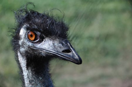 Strauß-Emu-Kopf in Großaufnahme auf grün verschwommenem Hintergrund. Schwarze Federn und großer Schnabel. Orangefarbenes Auge, neugieriger Blick. Detaillierter Fokus, sichtbare Texturen. Draußen, helles Tageslicht, Tierwelt.