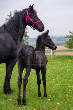 Téléchargez les photos : Friesian mare horse and foal on the meadow. - en image libre de droit